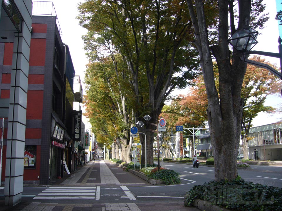 けやき通り写真画像