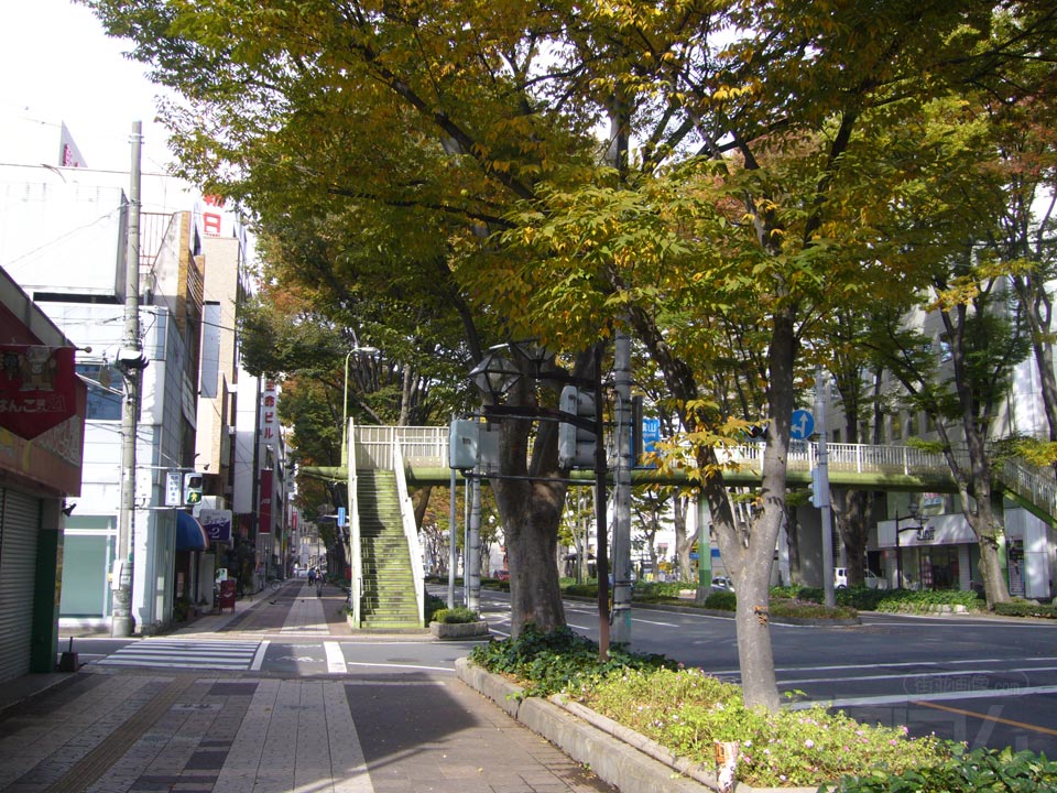けやき通り写真画像