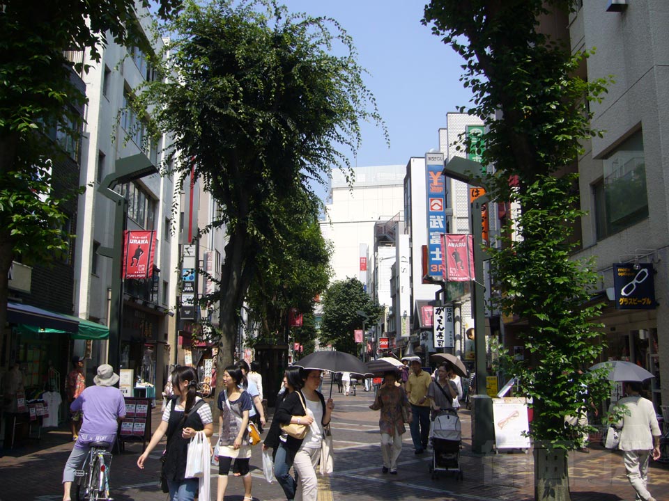 さくら草通り写真画像