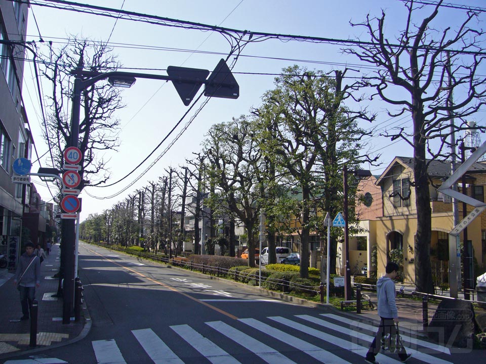 北沢川緑道