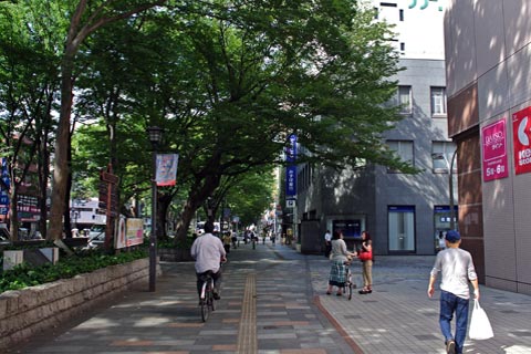 けやき並木通り写真画像