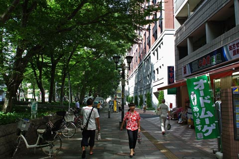 けやき並木通り写真画像