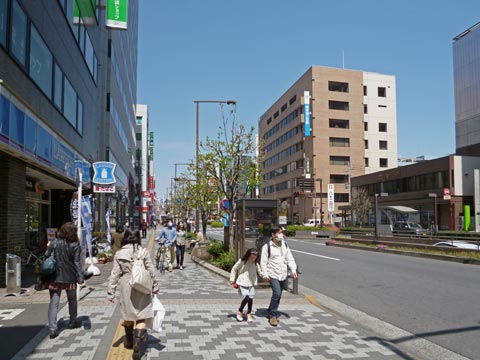 桑並木通り写真画像