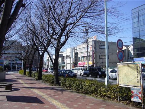 桜街道写真画像