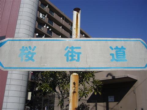 桜街道写真画像
