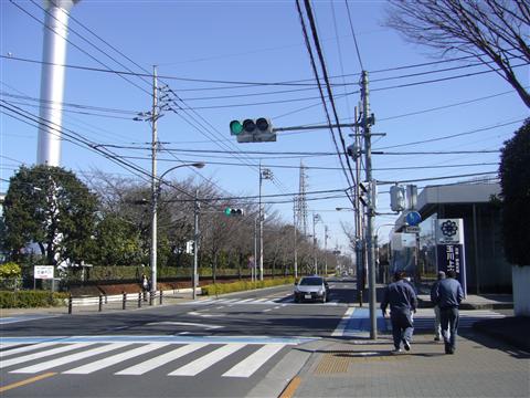 桜街道写真画像