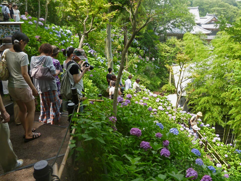 長谷寺あじさい写真画像