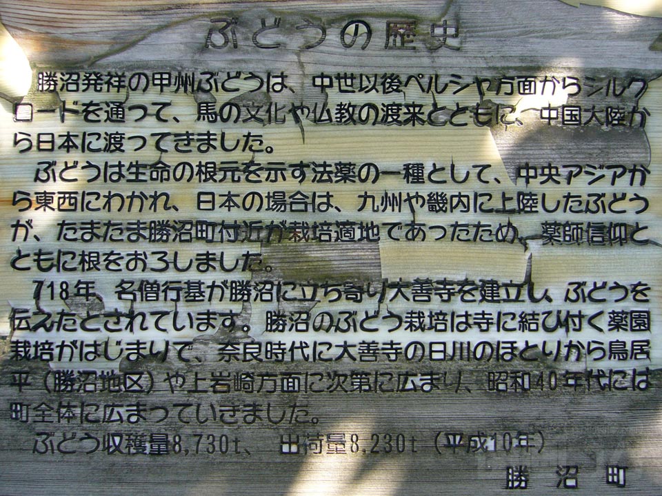 ぶどうの歴史写真画像