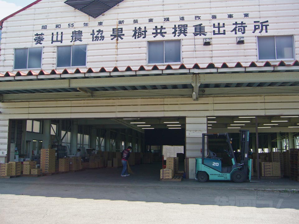 菱山農協果樹共撰集出荷所写真画像