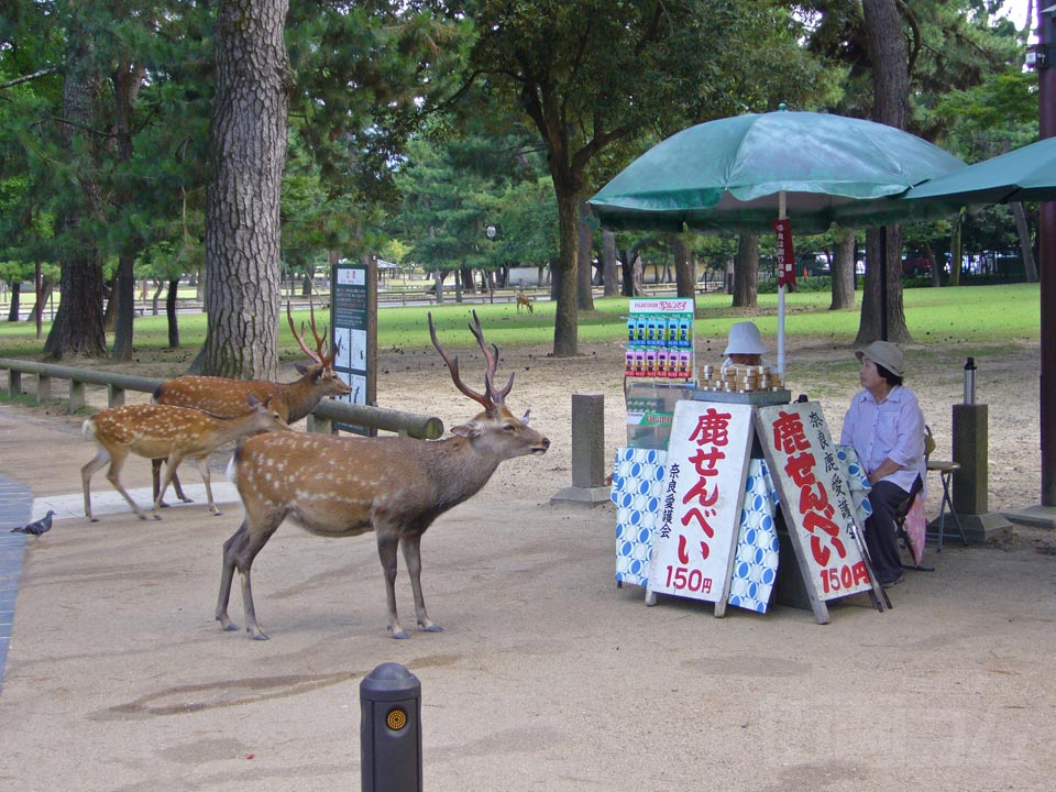 奈良公園写真画像