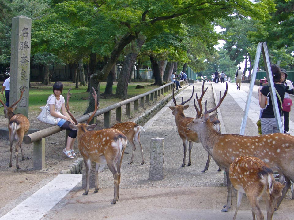 奈良公園写真画像