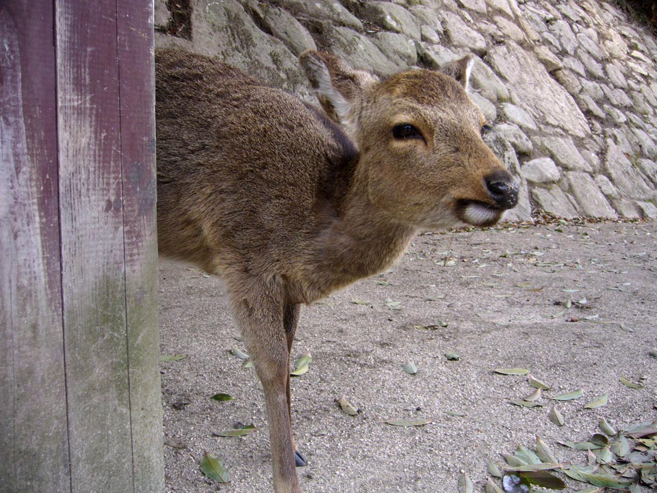 ニホンジカ