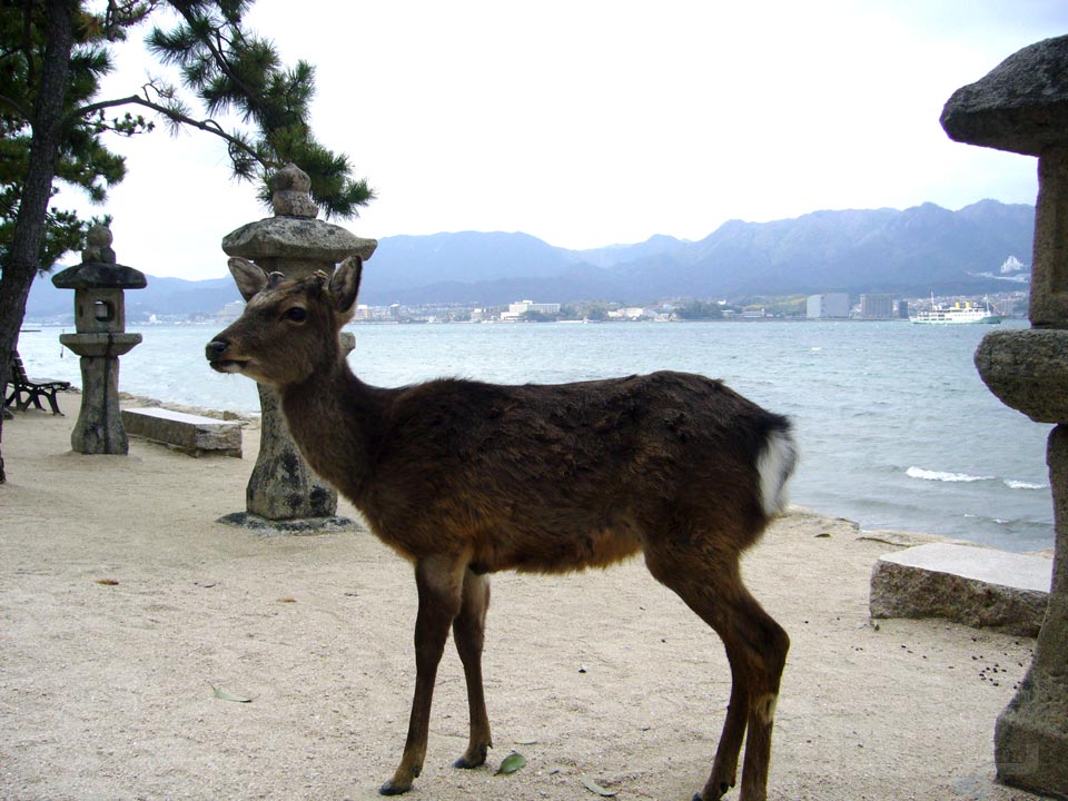 ニホンジカ