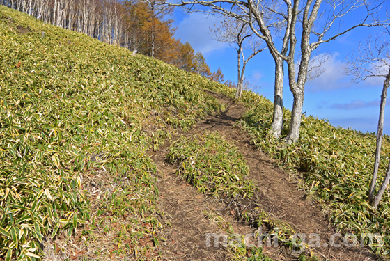 半月山けもの道的な登山道