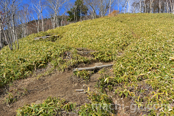 半月山けもの道的な登山道2