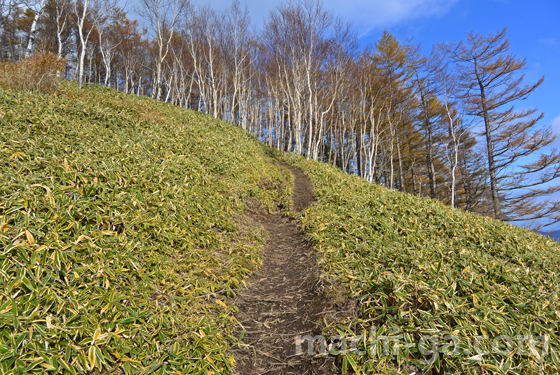 半月山けもの道的な登山道3