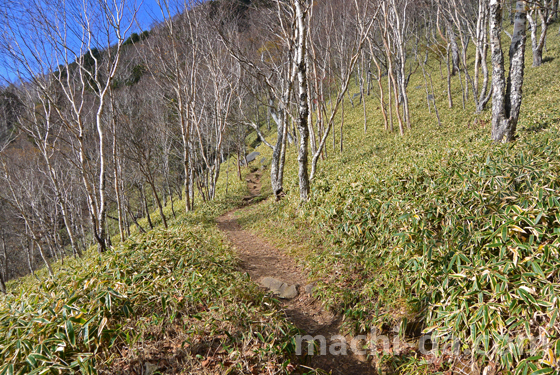 半月山登山道の林