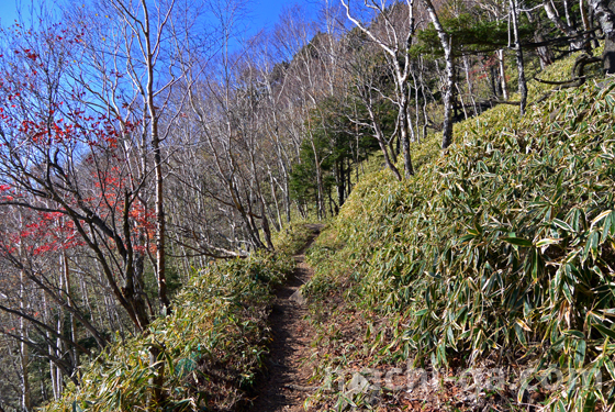 半月山登山道の斜面