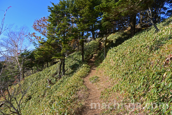 半月山けもの道的な登山道4