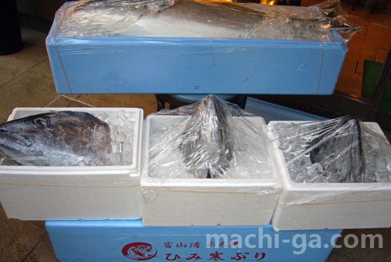 富山・氷見の最高級ブランド「ひみ寒ぶり」