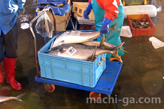 氷見寒ブリの旬の時期は「ひみ寒ぶり終了宣言」まで