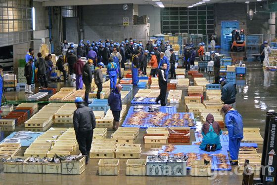 氷見漁港魚市場北側セリ