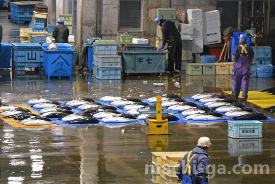氷見漁港寒ブリ
