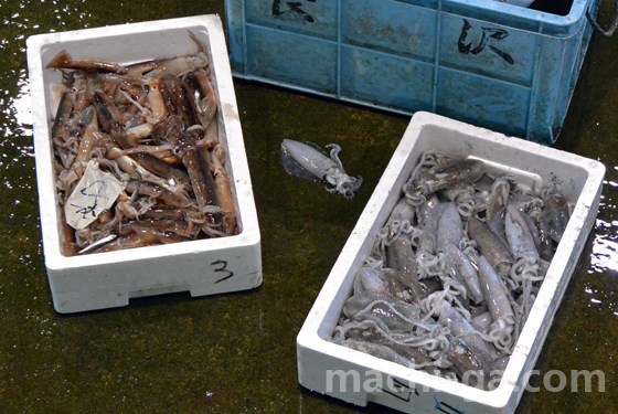 氷見漁港スルメイカ・アオリイカ