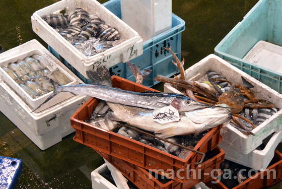 氷見漁港フウライカジキ