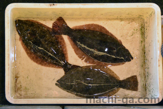 氷見漁港ヒラメ