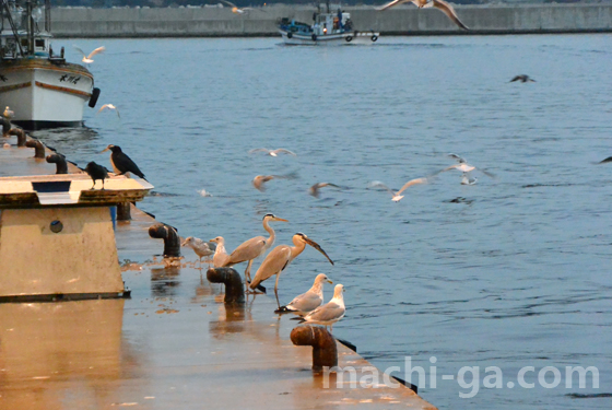 氷見漁港アオサギ