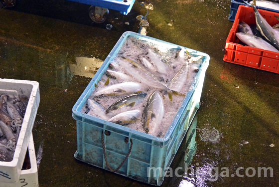 氷見漁港フクラギ