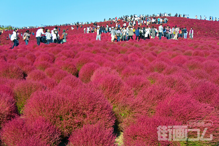 ひたち海浜公園の秋の絶景コキア！紅葉の見頃はいつまで？