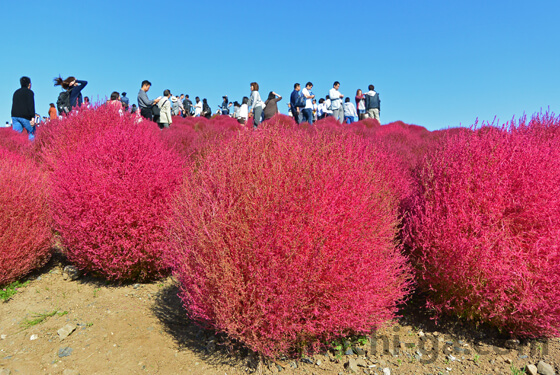 ひたち海浜公園のコキアの紅葉の時期は？見頃は？