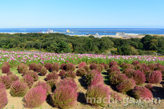 ひたち海浜公園のコキアの紅葉はいつまで?