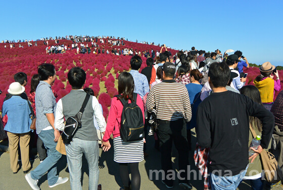 ひたち海浜公園のコキア紅葉時期の混雑状況