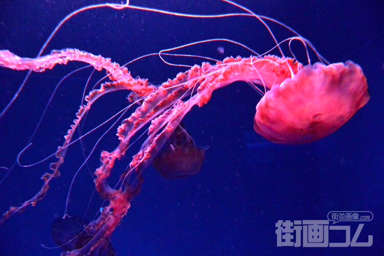 新江ノ島水族館(えのすい)の割引・格安チケット一覧！