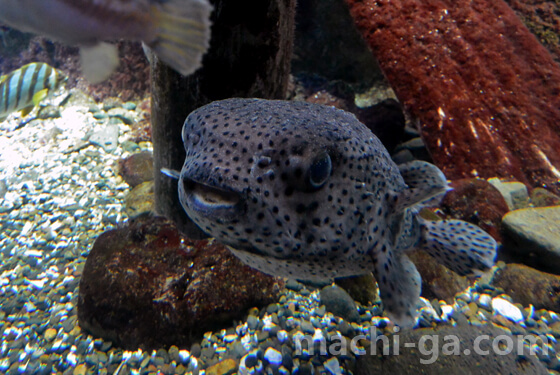 新江ノ島水族館(えのすい)割引まとめ