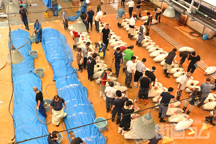 マグロの競りを見学!