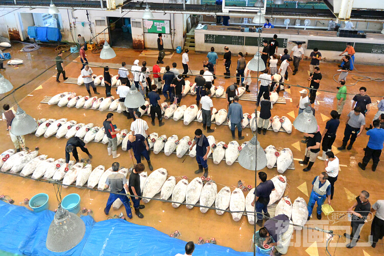 マグロの競りを見学!