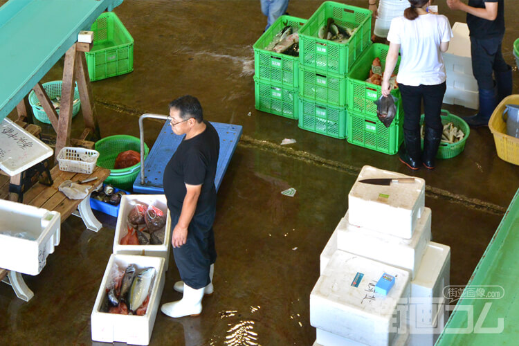 三崎港近海の魚介類