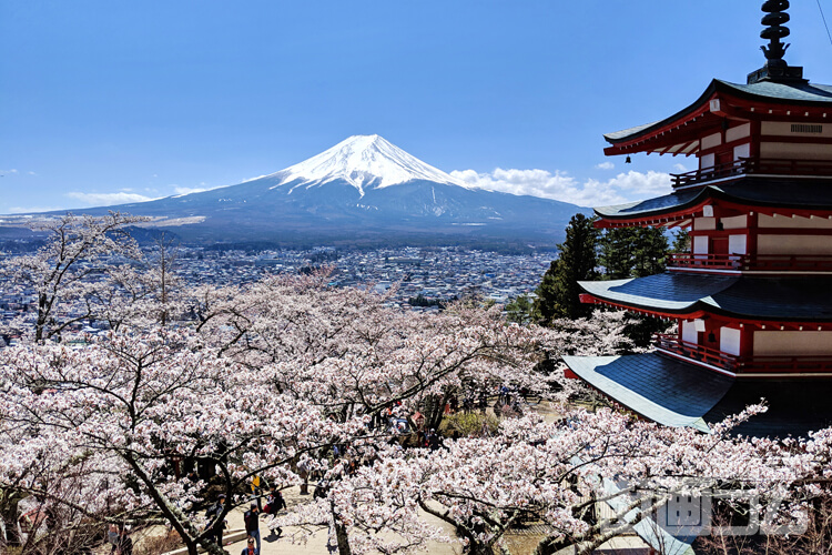 富士山+五重塔+桜の絶景!「新倉山浅間公園」展望台までの所要時間